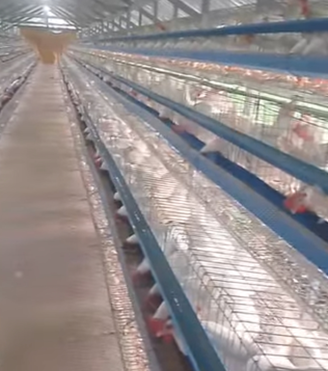 Ghanaian woman opens up a poultry farm in Texas USA