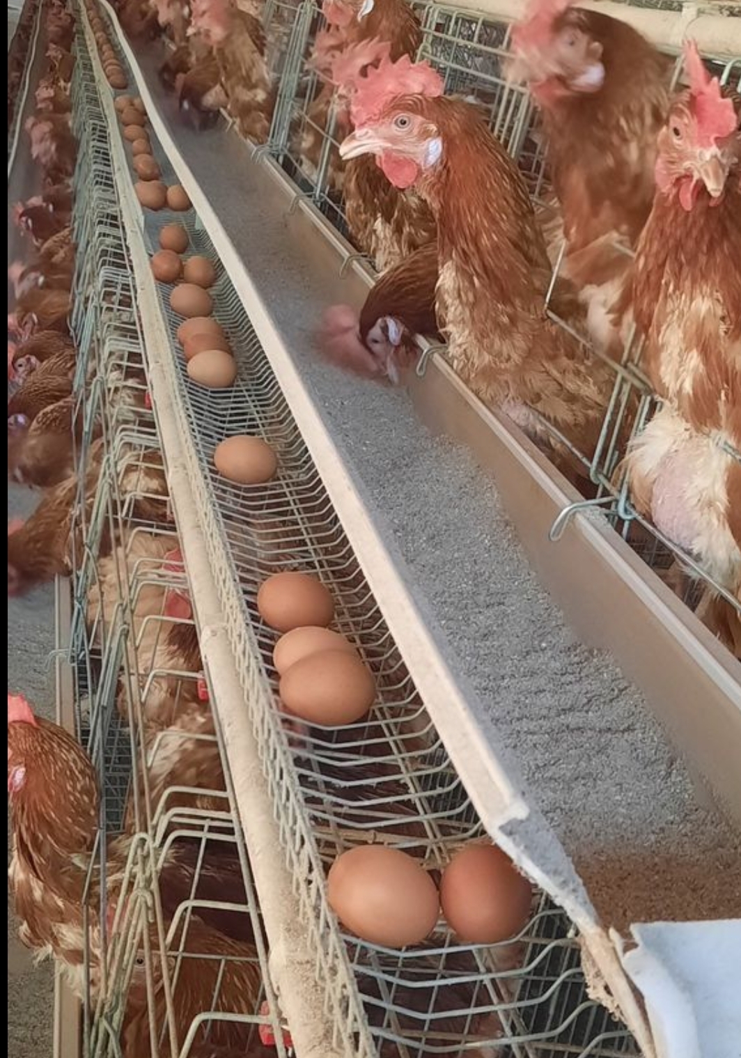 Ghanaian woman opens up a poultry farm in Texas USA